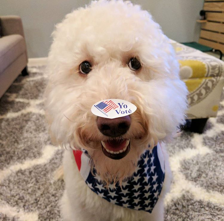 ivoted_04.png